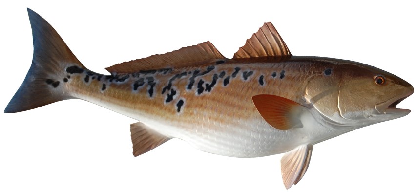 Redfish2 (Small).jpg